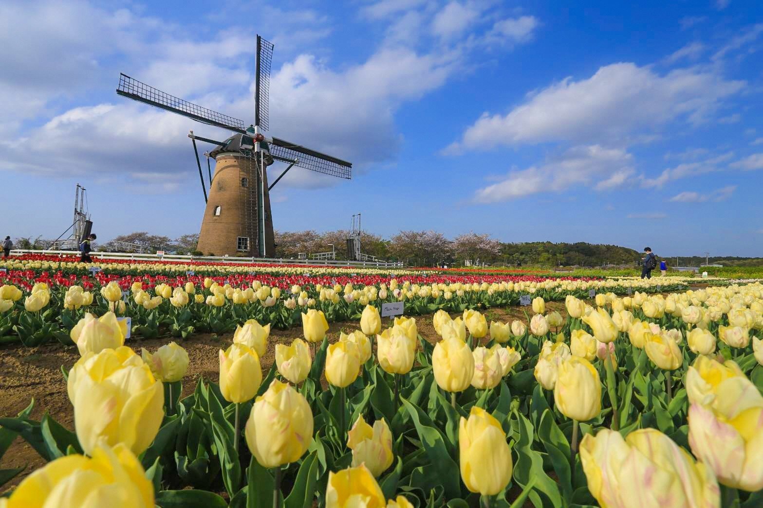 🌸 사쿠라 고향 광장(사쿠라 후루사토 히로바)